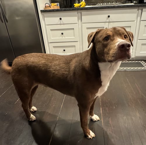 Photo of Mo, adoptable Chesapeake Bay Retriever in Atlanta, Georgia