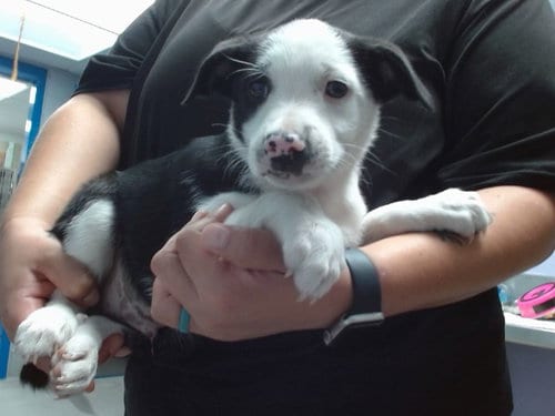 Photo of Riddle, adoptable Border Collie in Albuquerque, New Mexico