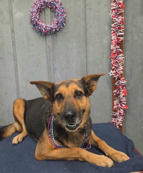 Photo of Lucy, adoptable German Shepherd Dog in Detroit Lakes, Minnesota