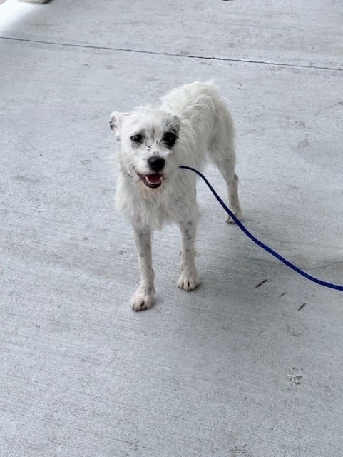 Photo of Spot, adoptable Terrier in Miami, Florida