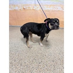 Photo of Armani, adoptable American Pit Bull Terrier in Doral, Florida