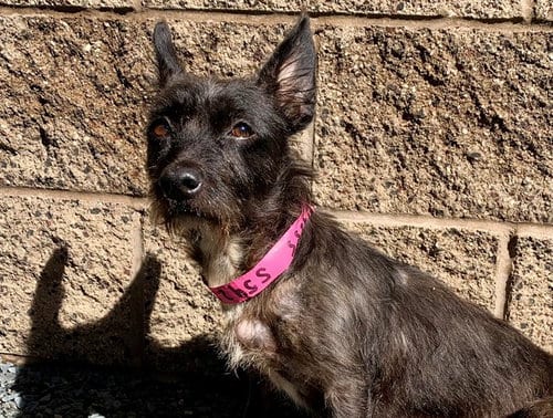Photo of Nina, adoptable Terrier in Moreno Valley, California