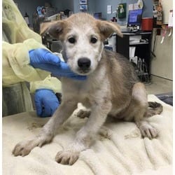 Photo of Mcbeth, adoptable Terrier (Unknown Type, Medium) in Jurupa Valley, California