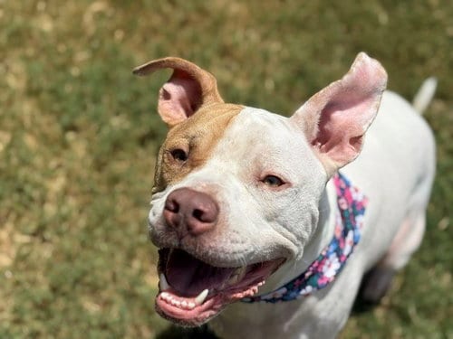Photo of Snow, adoptable Pit Bull Terrier in Tulsa, Oklahoma