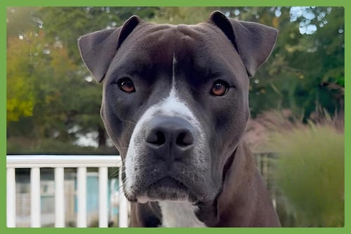 Photo of Spade, adoptable Boxer in Amherst, Massachusetts
