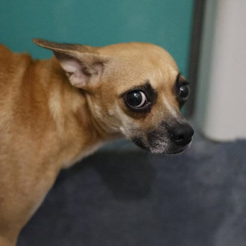 Photo of Sally, adoptable Chihuahua in San Antonio, Texas
