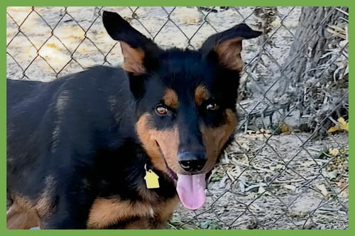 Photo of Arlo, adoptable Doberman Pinscher in Amherst, Massachusetts