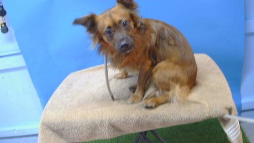 Photo of A5804900, adoptable Dachshund in Gardena, California