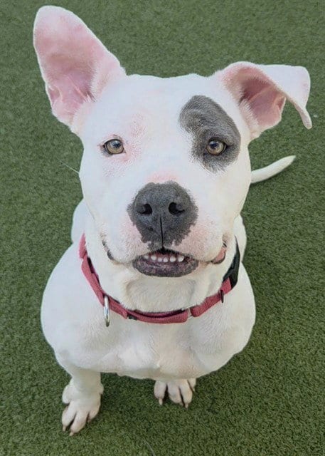 Photo of Jude, adoptable American Staffordshire Terrier in Fort Lauderdale, Florida