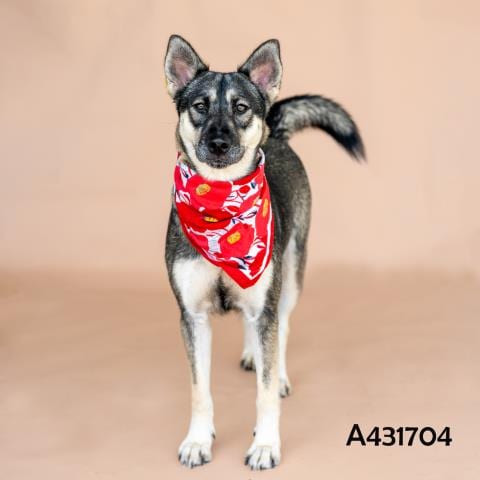 Photo of Misty, adoptable German Shepherd Dog in Conroe, Texas