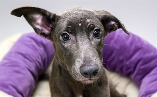 Photo of Ford, adoptable Labrador Retriever in Ft Lauderdale, Florida