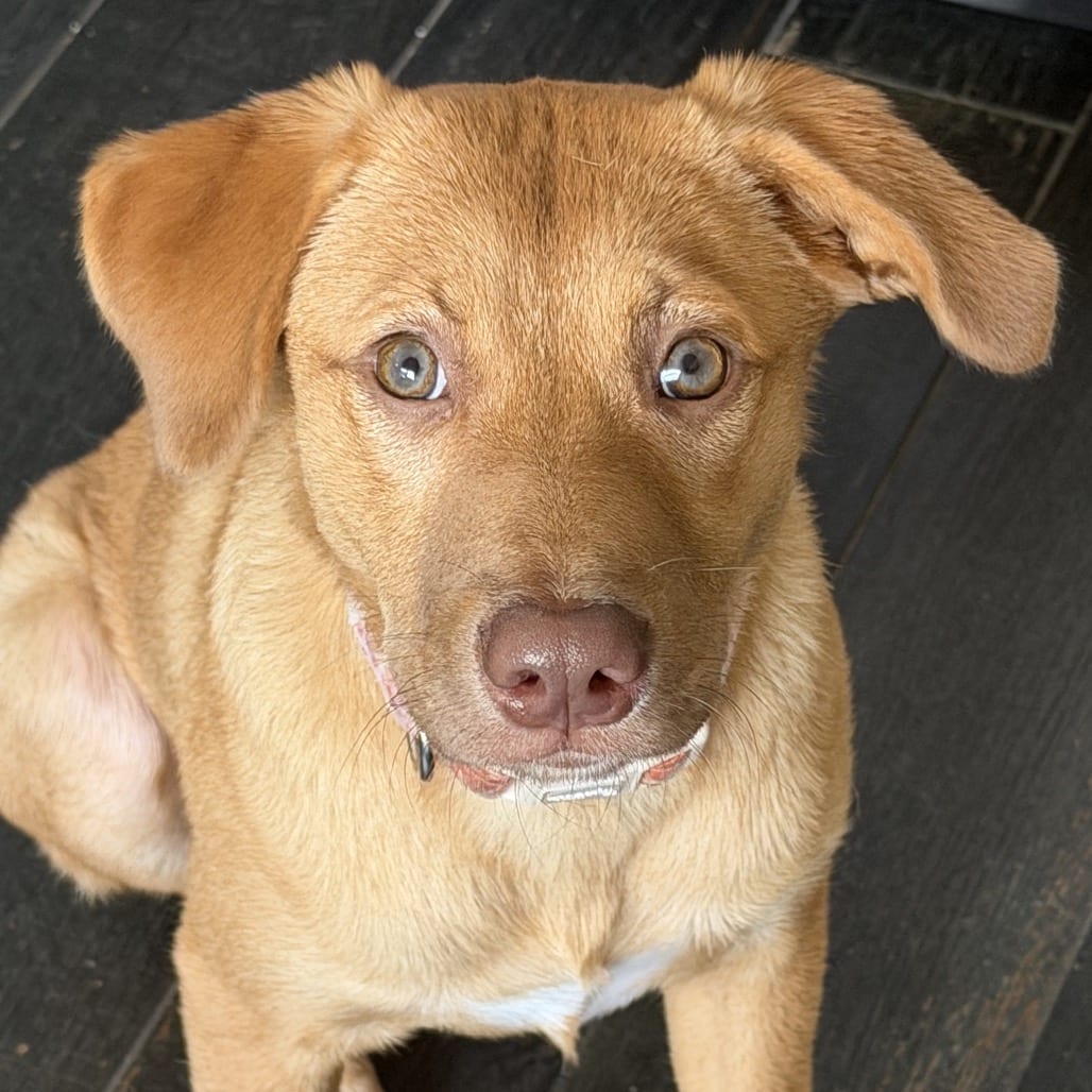 Photo of Pumpkin, adoptable Retriever, Labrador in Jefferson, New Jersey