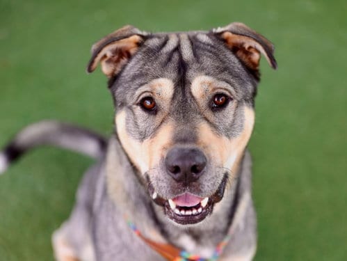 Photo of Morty, adoptable Siberian Husky in Los Angeles, California