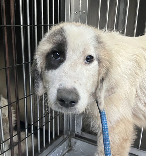 Photo of Darla, adoptable Mixed Breed