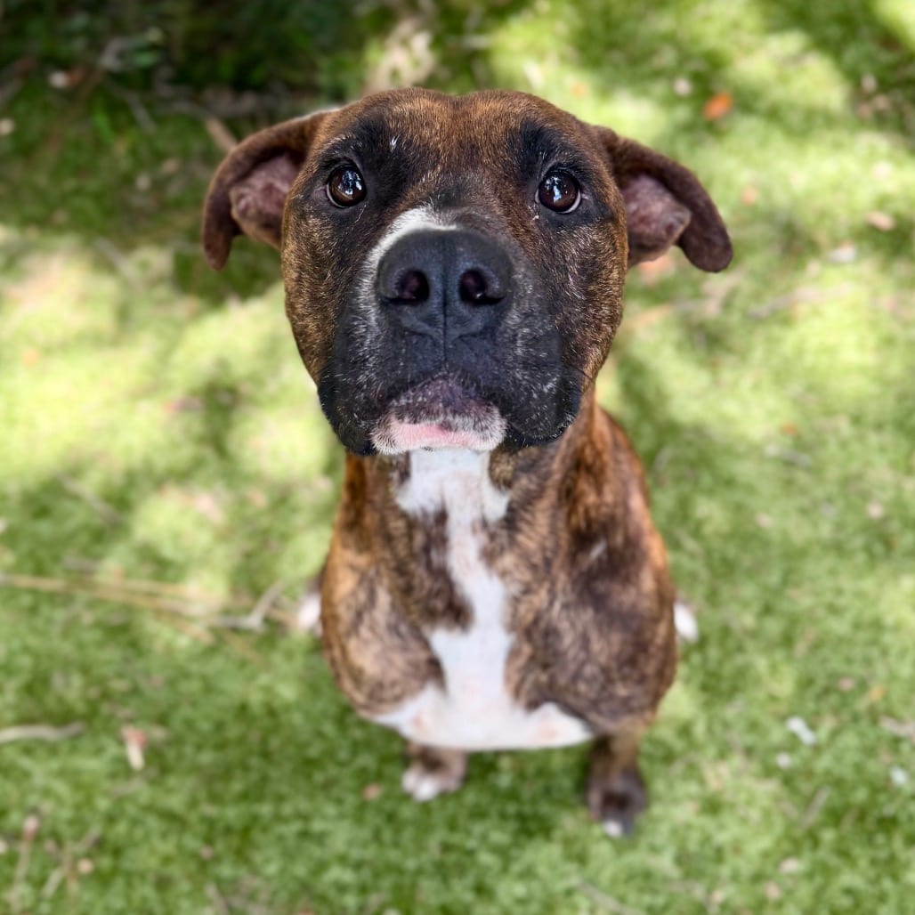 Photo of Gizmo, adoptable Mixed Breed (Medium) in Milton, Florida