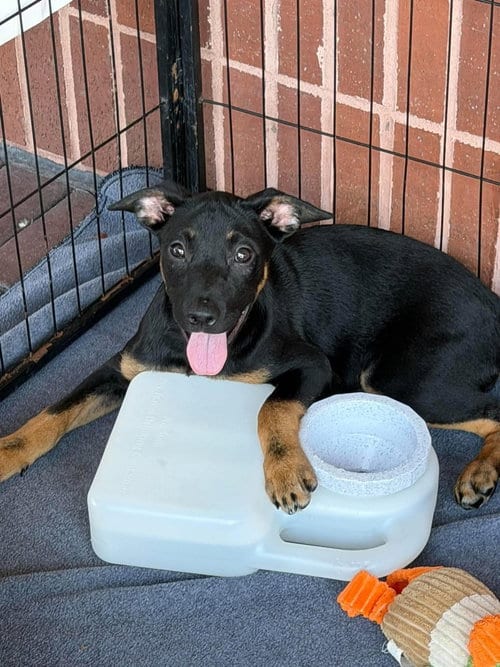 Photo of Eilish, adoptable Australian Cattle Dog/Blue Heeler in Bolivar, Missouri