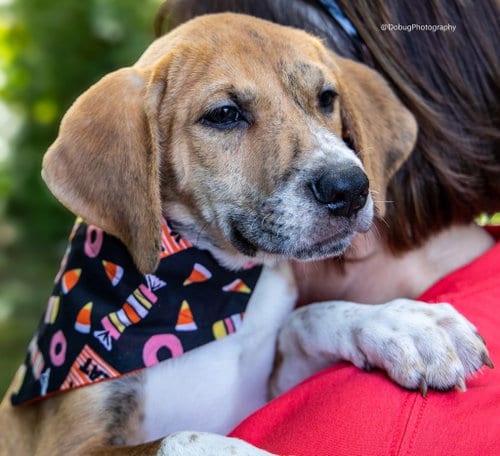Photo of Scout, adoptable Hound in Gilberts, Illinois