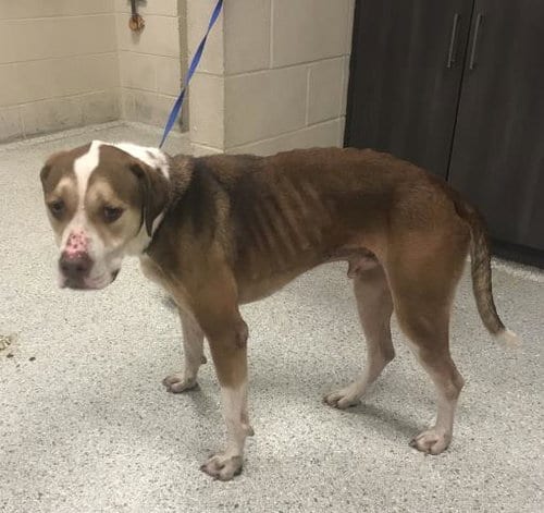 Photo of Tank, adoptable Labrador Retriever in Conroe, Texas
