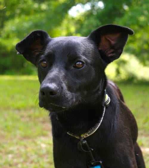 Photo of Onxy, adoptable Australian Kelpie in Attalka, Alabama