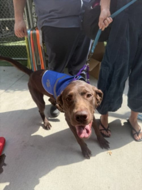 Photo of Barkley, adoptable Labrador Retriever in Los Angeles, California