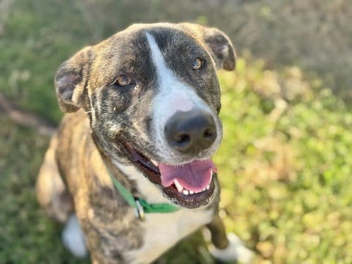 Photo of Maggie (Squshy), adoptable Pit Bull Terrier in Tulsa, Oklahoma