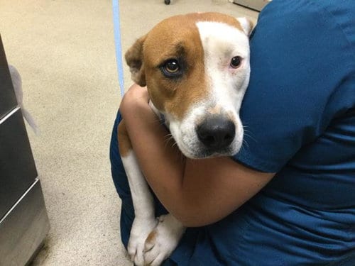 Photo of Hammie, adoptable Jack Russell Terrier (Parson Russell Terrier) in Riverside, California