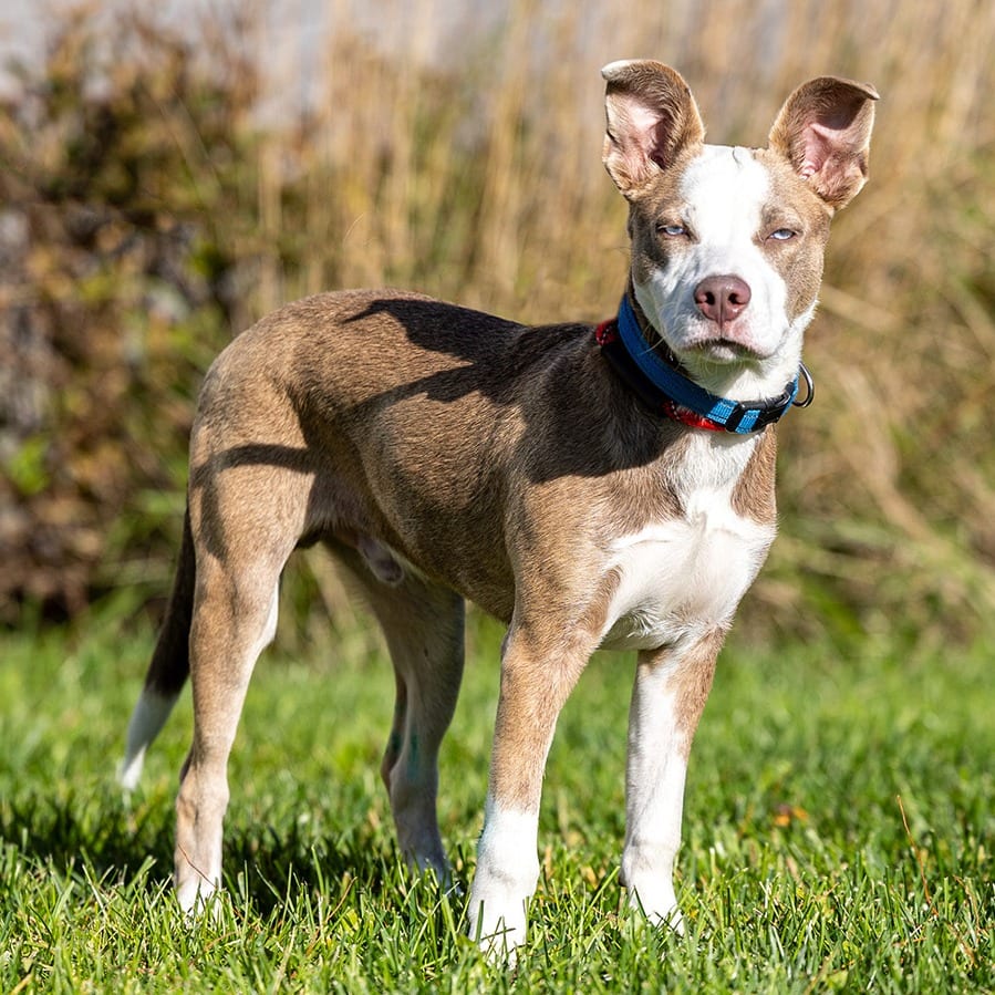Photo of Pongo, adoptable Husky / Terrier, Pit Bull in Council Bluffs, Iowa