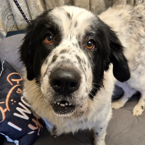 Photo of Lucia, adoptable Newfoundland Dog in Normal, Illinois