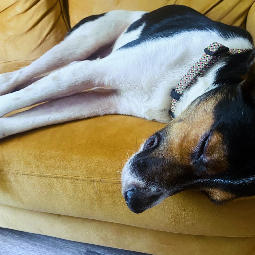 Photo of Minnow, adoptable Mixed Breed (Medium)