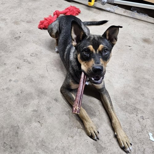 Photo of Scout, adoptable Shepherd in League City, Texas