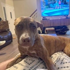Photo of Tootsie Stick, adoptable Mixed Breed (Medium) in St. Louis, Missouri