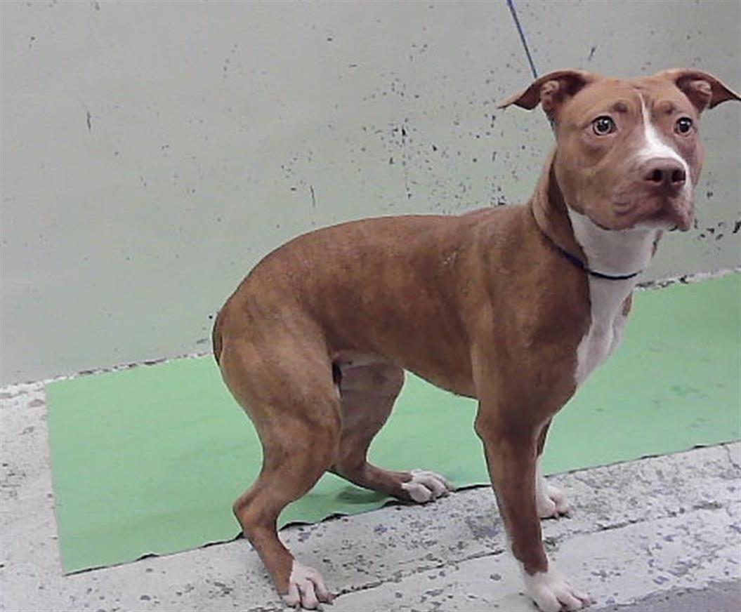 Photo of Mimi, adoptable Staffordshire Bull Terrier mix in Houston, Texas