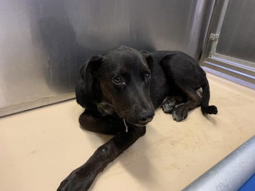 Photo of A1939850, adoptable Labrador Retriever in Thousand Palms, California