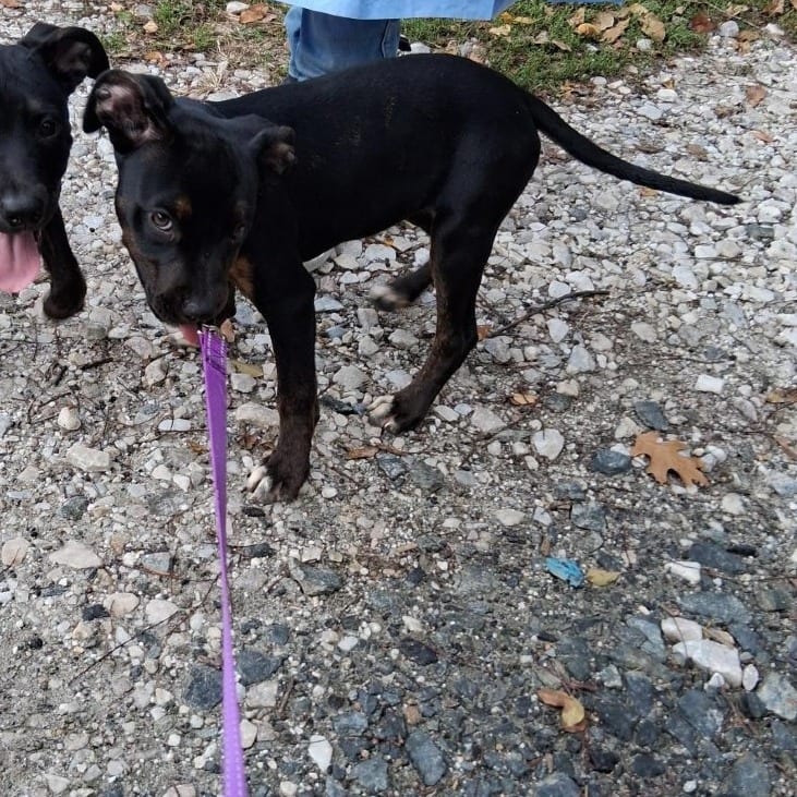 Photo of Vegetable, adoptable Terrier, American Pit Bull in Baltimore, Maryland