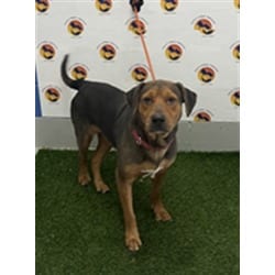 Photo of Sissy, adoptable Mixed Breed (Medium) in Land O'Lakes, Florida