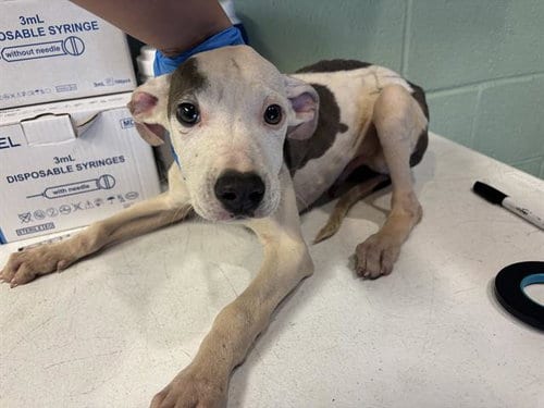 Photo of Minion, adoptable American Pit Bull Terrier in Grand Prairie, Texas