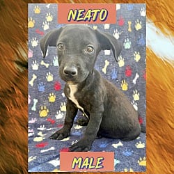 Photo of Neato, adoptable Dachshund in East Hartford, Connecticut