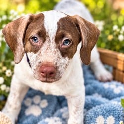 Photo of Freckles, adoptable Chihuahua in Albany, New York