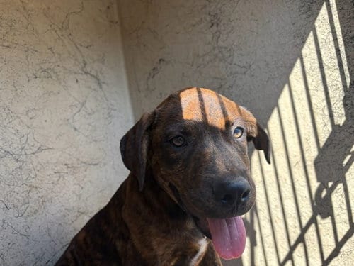 Photo of A480844, adoptable Rottweiler in Oklahoma City, Oklahoma