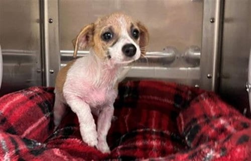 Photo of A275838, adoptable Terrier in Chula Vista, California