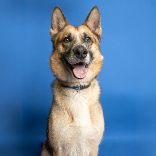 Photo of Griffy, adoptable German Shepherd Dog in Rowlett, Texas
