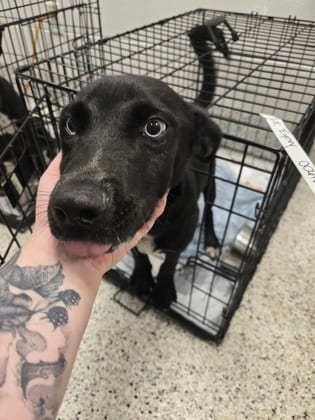 Photo of Blue Eyevy, adoptable dog in Atlanta, Georgia