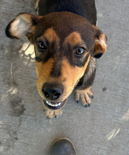 Photo of Guppy Puppy, adoptable Doberman Pinscher in Tulsa, Oklahoma