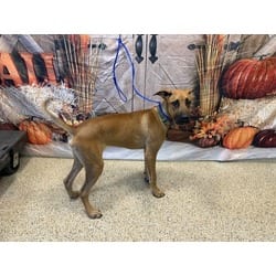 Photo of Pudding, adoptable Pointer Rhodesian Ridgeback in Doral, Florida