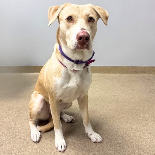 Photo of Tamora, adoptable Labrador Retriever in Aurora, Colorado