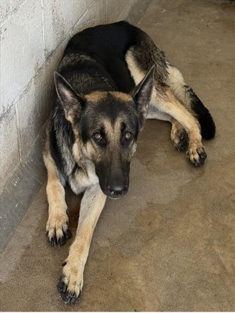 Photo of Faye, adoptable German Shepherd Dog in San Bernardino, California