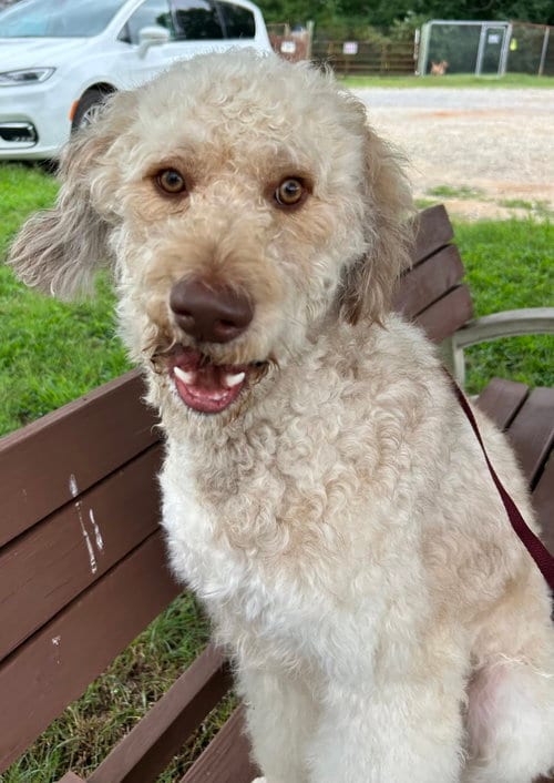 Photo of Snickers Jul 26, adoptable Poodle (Standard) in Pacolet, South Carolina