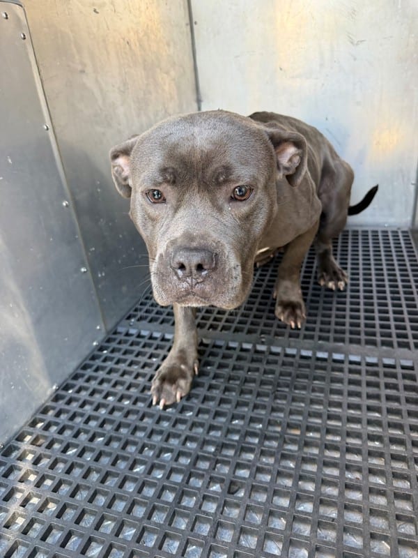 Photo of Coral, adoptable Pit Bull cross in Lawrenceville, Georgia