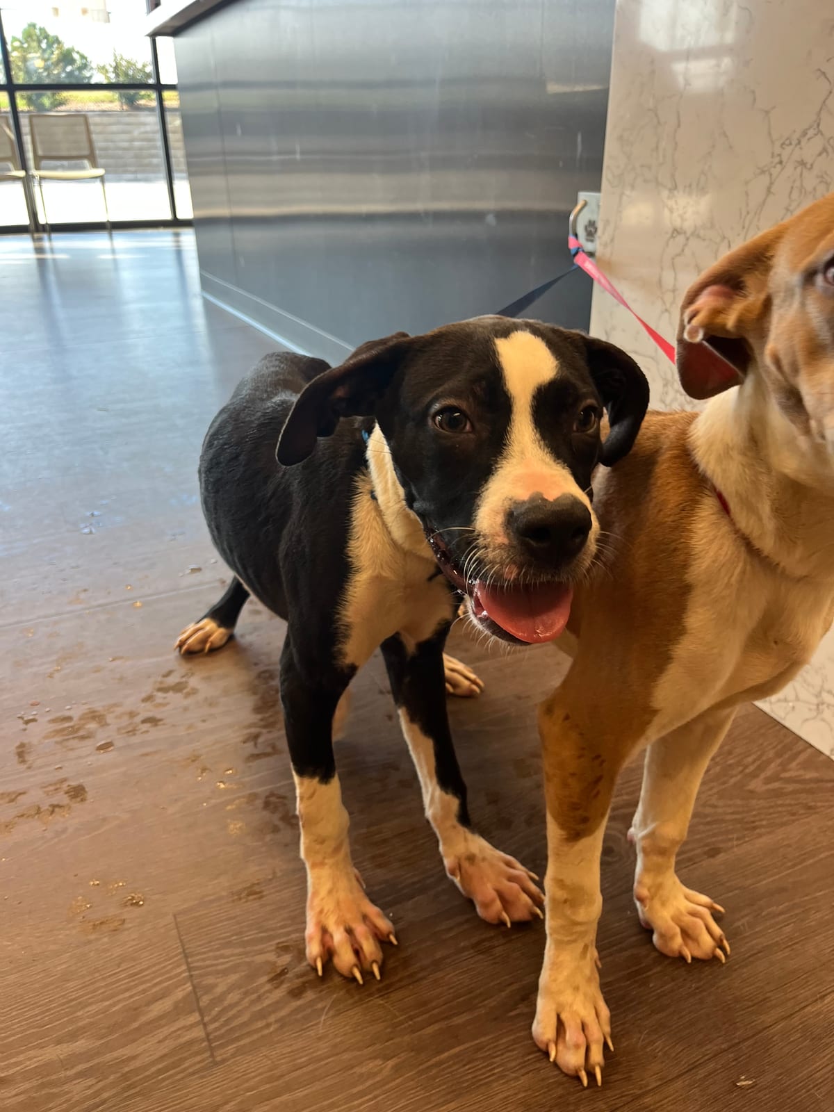 Photo of Dexter, adoptable dog in Atlanta, Georgia