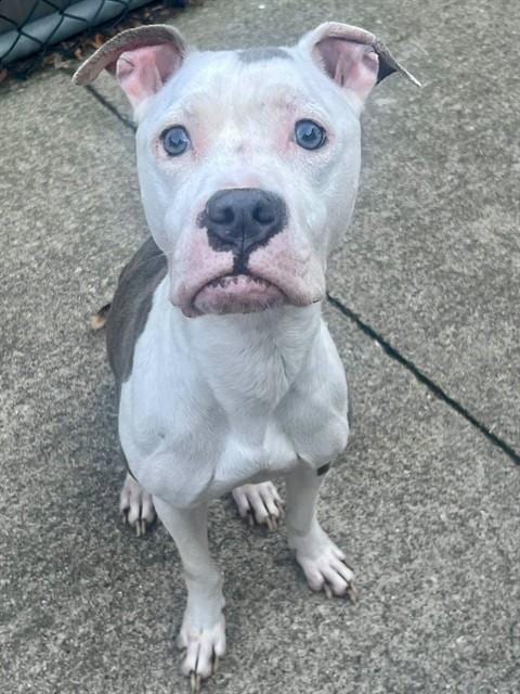 Photo of Seven, adoptable American Pit Bull Terrier in Chicago, Illinois